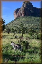 Zebra in Marakele NP